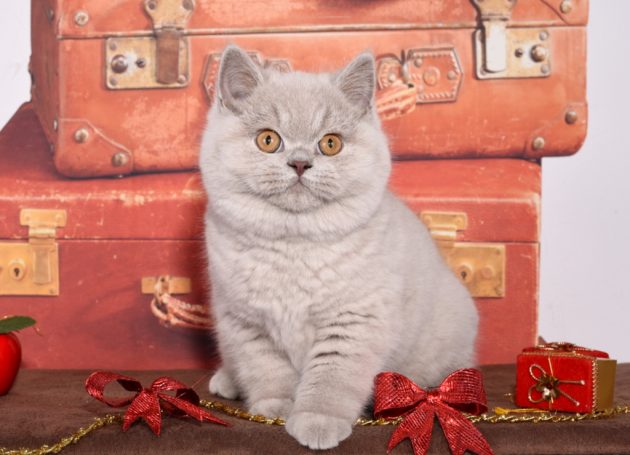 Ein grauer Kater sitzt vor alten Koffern und einer roten Weihnachtsbox.